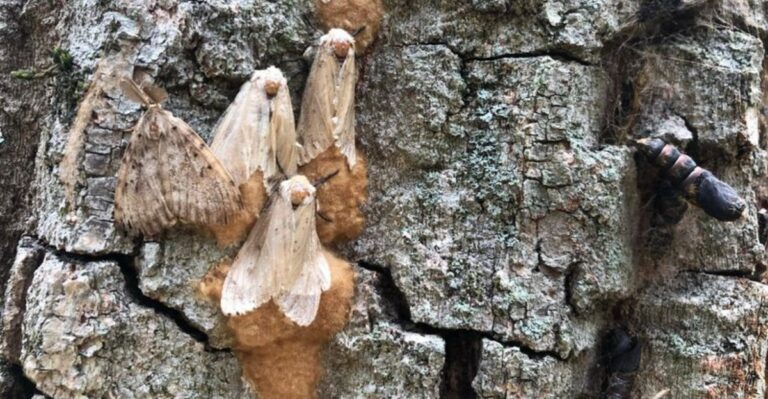 The Invasive Pest Hiding On New York Oak Trees This Fall