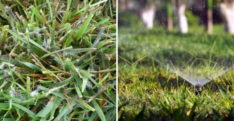 Alabama Zoysia Lawns Are Struggling With A Fast-Spreading Fall Fungus