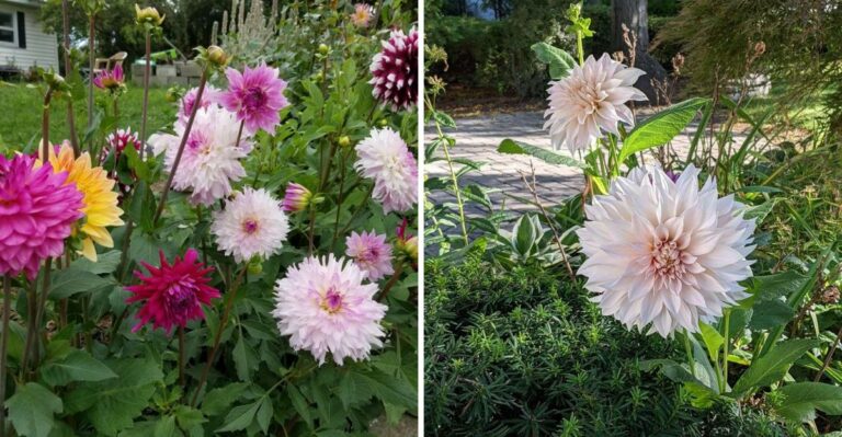 Stop Leaving Tall Dahlias Unstaked Before Ohio Weekend Storms
