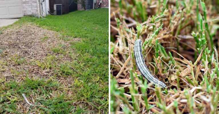 Brown Florida St. Augustine Grass In September? Check The Blades Before You Add More Water