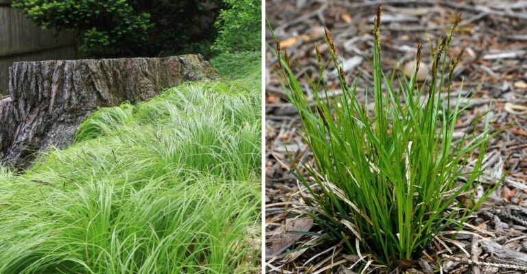This Pennsylvania Native Plant Can Help Keep Sloped Yards From Washing Out
