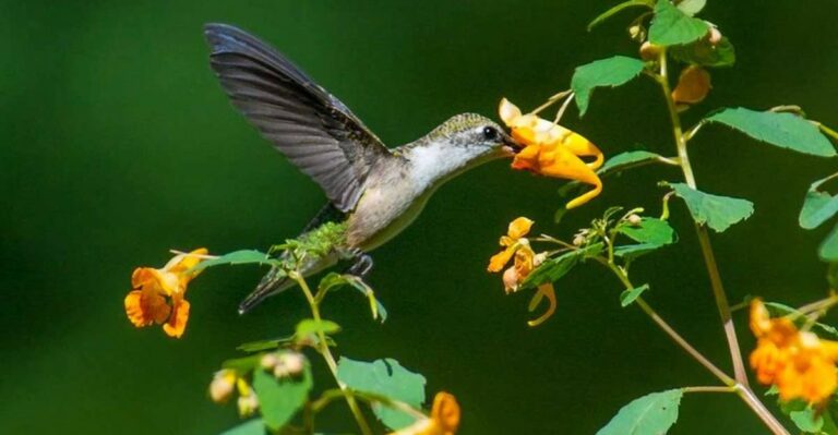 The Underused Pennsylvania Shade Plant Hummingbirds Keep Visiting Through Fall