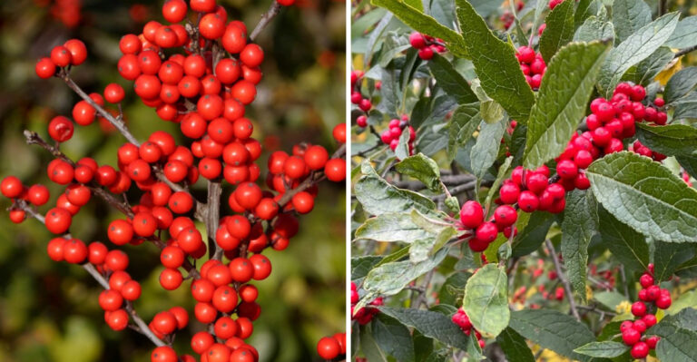 The One Thing Michigan Winterberry Holly Needs In September To Guarantee Winter Berries