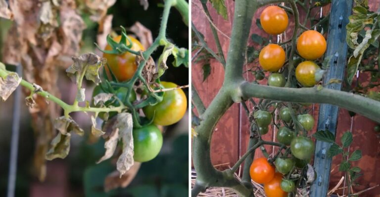 The California Tomato Task Worth Doing Once The Worst Of Summer Heat Passes