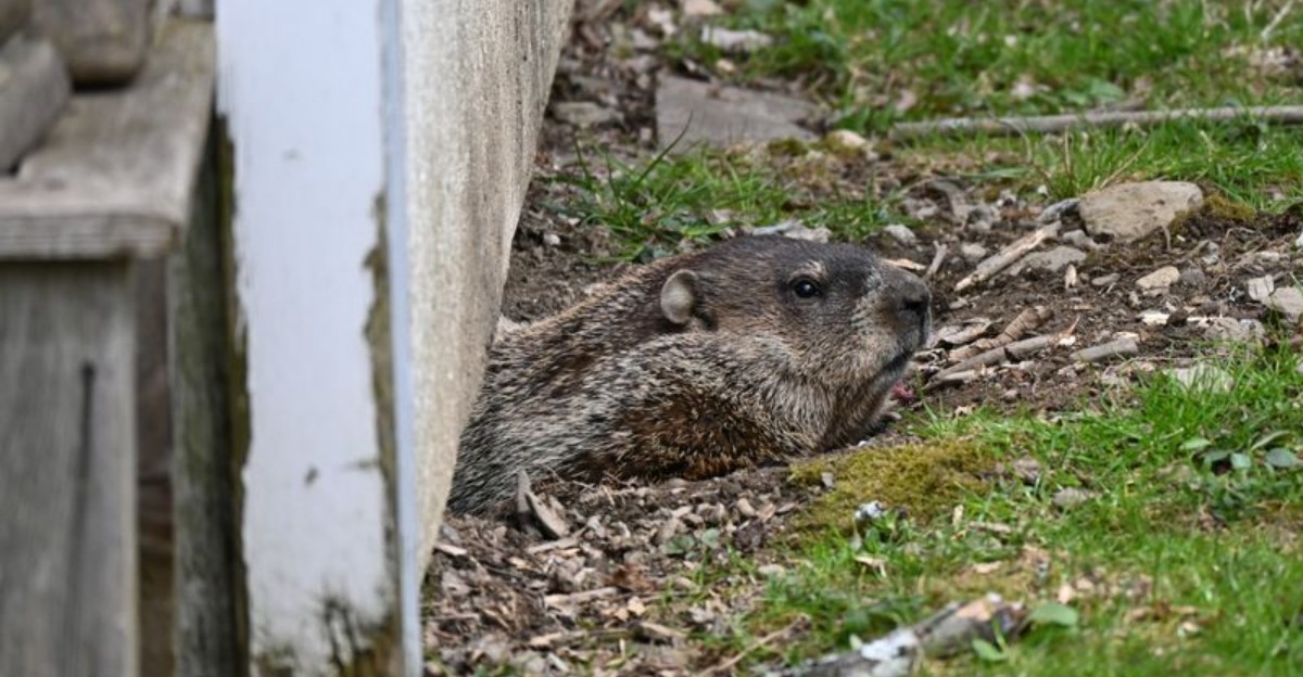 groundhog peeking from under a house