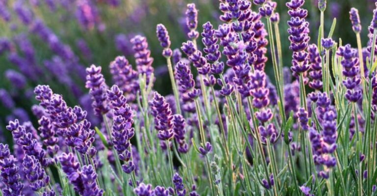 Why North Carolina Lavender Gets Woody And What Gardeners Can Do