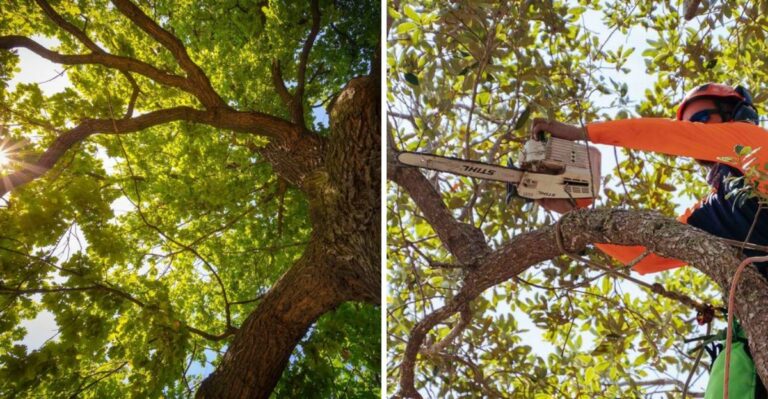 Your Florida HOA Wants That Tree Trimmed Before A Storm – Don’t Let Anyone Top It