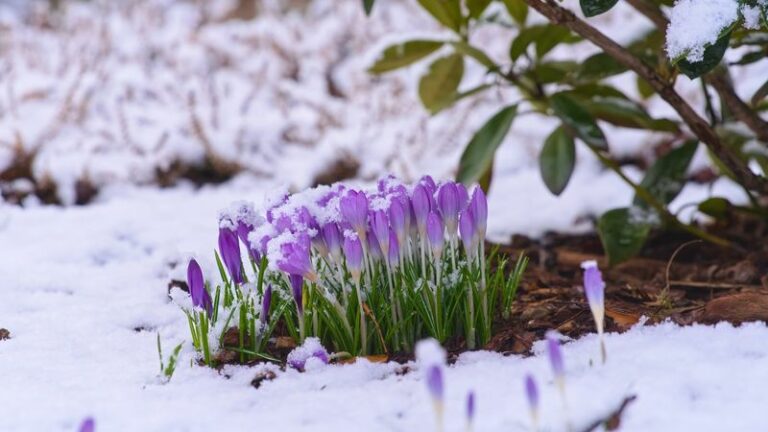 Wisconsin gardeners swear by these tough perennials that survive brutal winters