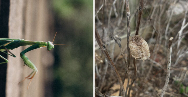 The Meaning Behind Finding A Praying Mantis Egg Case In Your Ohio Garden This Fall