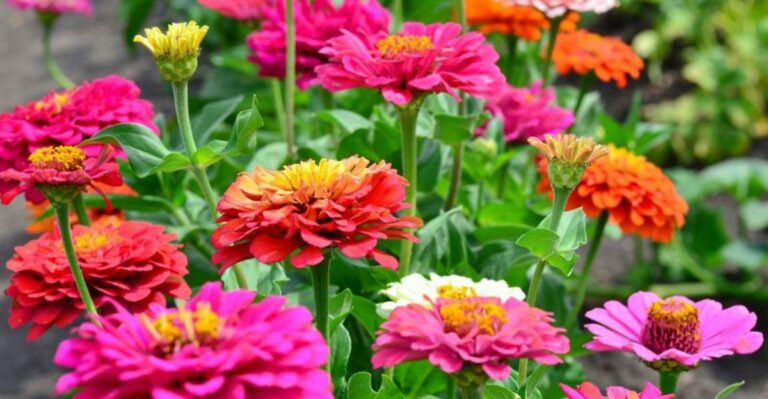 Can You Still Plant Zinnias In California In September
