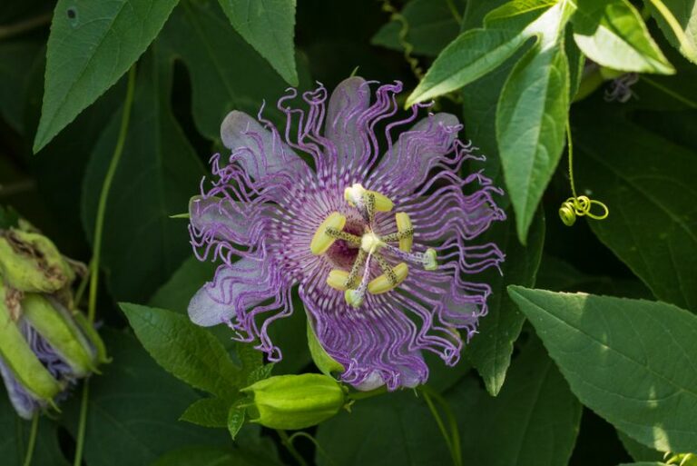 An Arizona Native Vine That Covers A Modest Fence Without Getting Out Of Hand