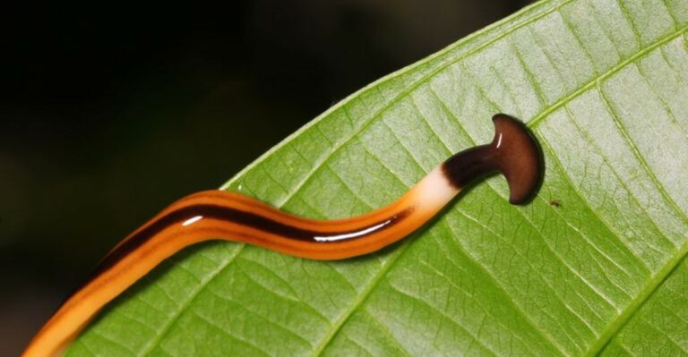 A Toxic Flatworm Nobody Asked For Is Creeping Across Tennessee Gardens