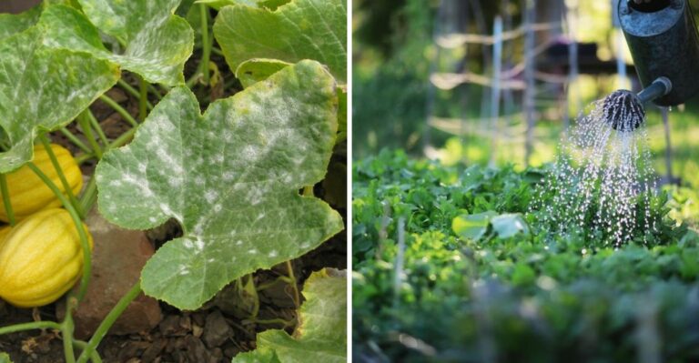 Why California Gardeners Should Watch For Powdery Mildew As Fall Arrives