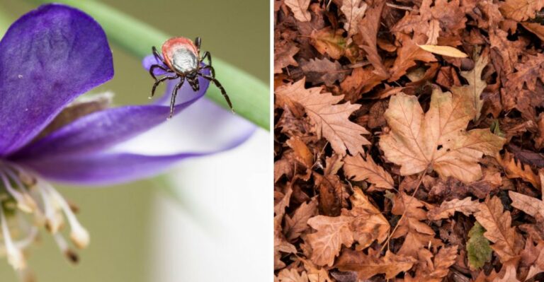 Why Cooler Fall Temperatures Don’t Slow Ticks Down The Way You’d Expect