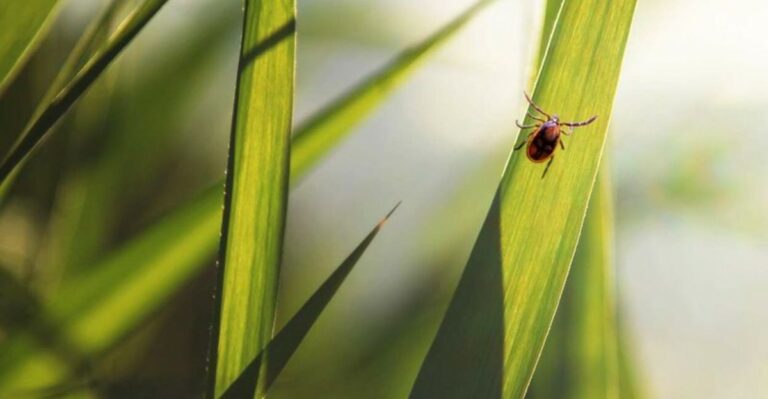 The Ohio Lawn Mistake That Gives Ticks Better Places To Hide This Fall