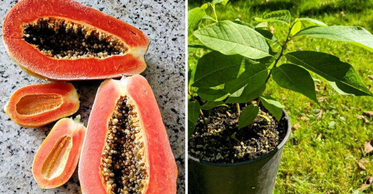 A Native Fruit Almost Nobody Recognizes Is Ripening Right Now Across Tennessee Backyards