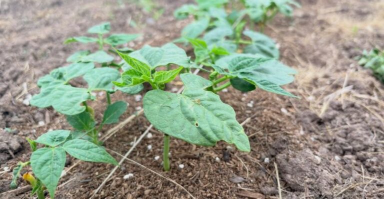 September Is One Of Florida’s Best Months To Start Another Crop Of Bush Beans