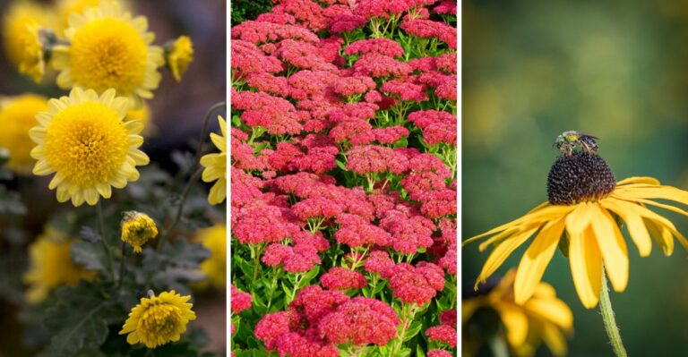9 Plants To Leave Standing This Fall For A Healthier Garden Next Spring