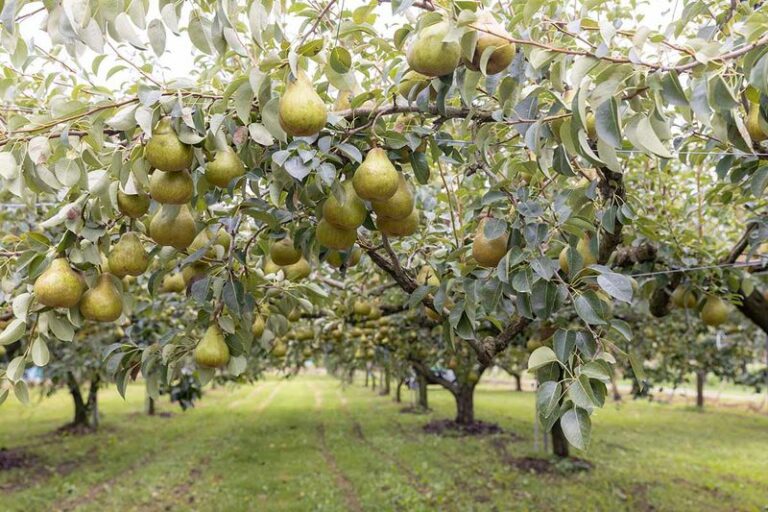 15 Fruit Trees Oregon Gardeners Plant Once and Harvest From for Decades in Willamette Valley Soil