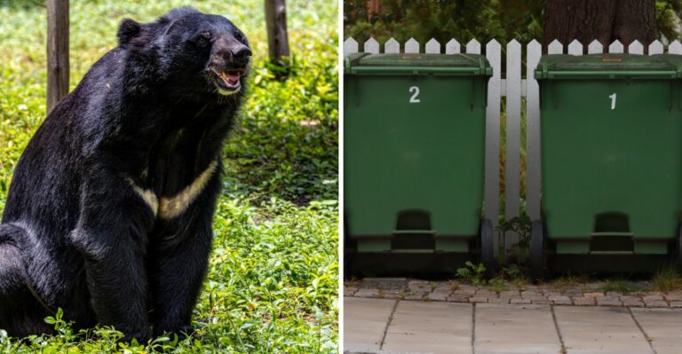 A Large Wild Visitor Is Wandering Closer To New Jersey Backyards Before Winter