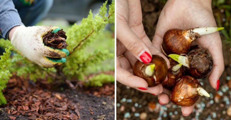 Things Pennsylvania Gardeners Should Do Before The First Frost
