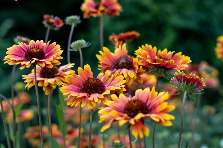7 Flower Seeds To Sow In Arizona This Fall For A Colorful Desert Spring