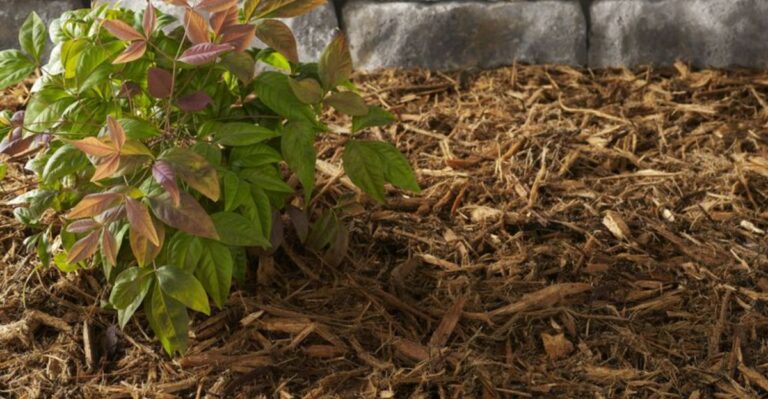Why Some Georgia Gardeners Stopped Buying Cypress Mulch For Their Beds