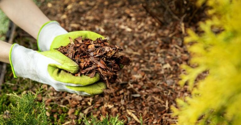 The Fall Soil Amendment Mistake Oregon Gardeners Make Before Planting