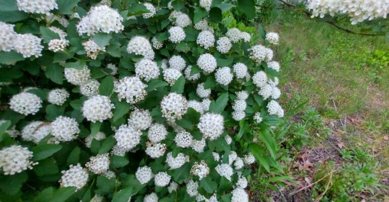 ninebark with white blooms