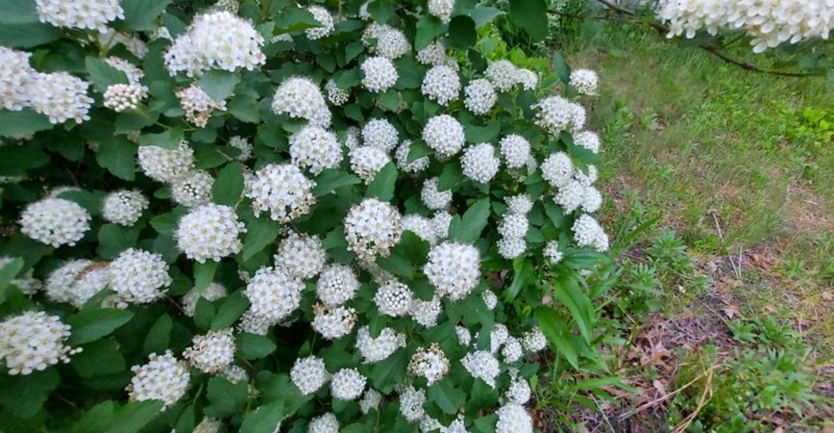 ninebark with white blooms