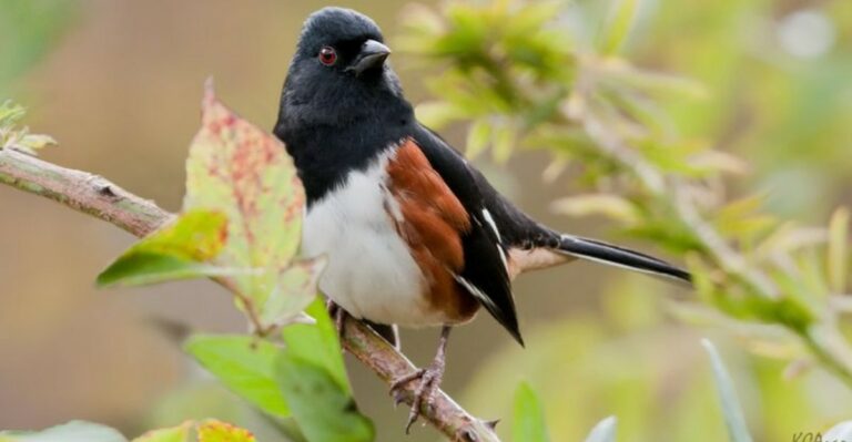 The Meaning Behind Seeing An Eastern Towhee In Your Florida Yard