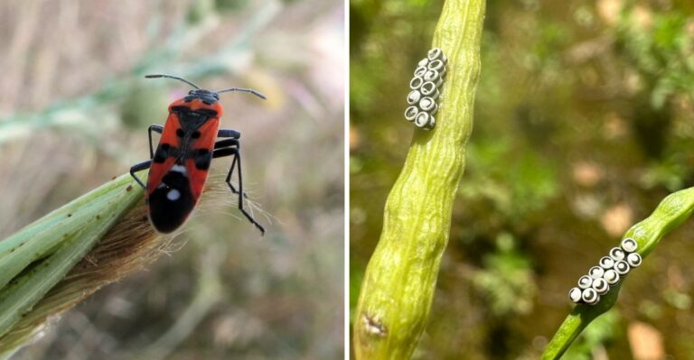 Black And Orange Bugs Are Showing Up In Alabama’s Fall Kale And Collard Beds