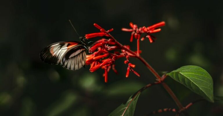 The Native Florida Plants Worth Grabbing At This Weekend’s Fall Plant Sale