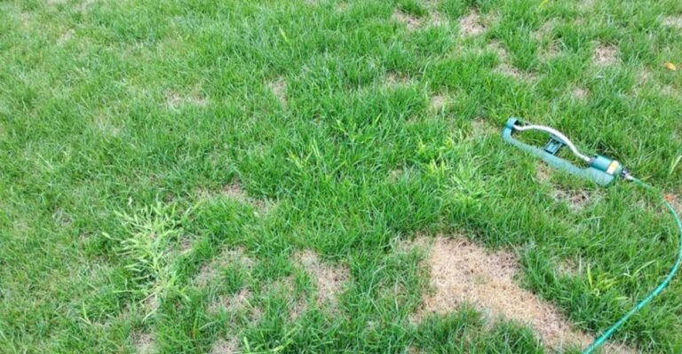 The September Lawn Seed Mix That Makes More Sense For Sun-And-Shade Ohio Yards