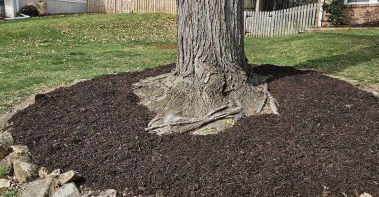 Georgia Gardeners Should Keep Mulch Away From Tree Trunks This Fall