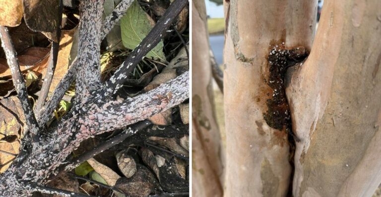 Why Crape Myrtle Bark Scale Is Spreading Through California Yards Faster Than Expected