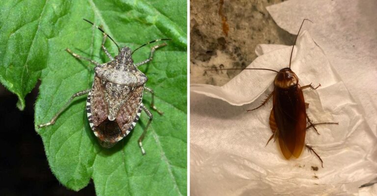 7 California Pests That Become More Aggressive As Nights Cool