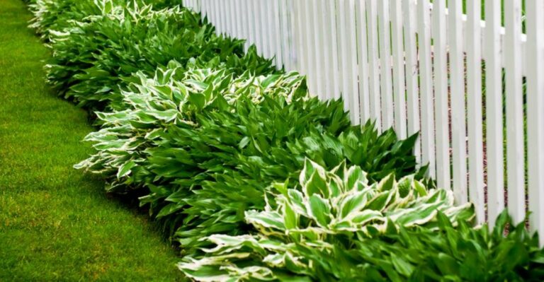 7 Things You Should Never Do To Your Hostas