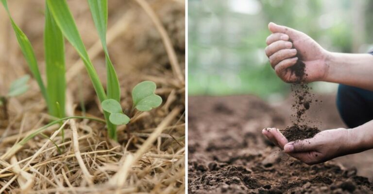 Why Cover Crops Are The Smartest Thing Pennsylvania Gardeners Plant Now