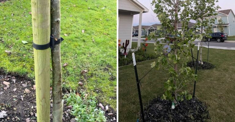 Why California Gardeners Should Check Tree Stakes Before Winter Storms Arrive
