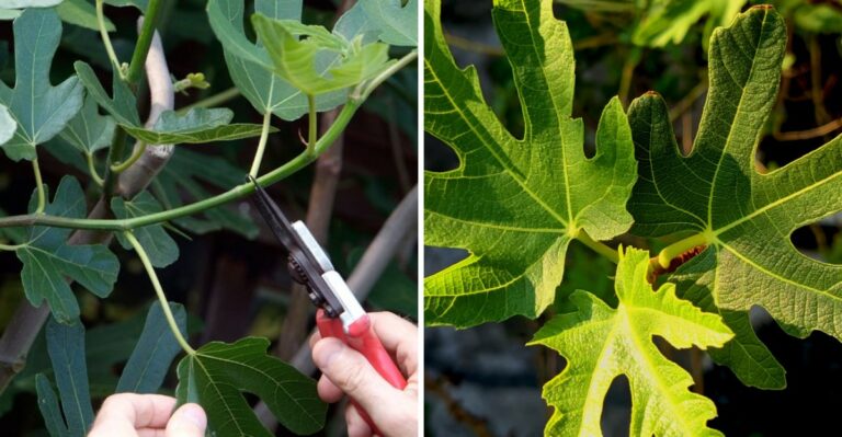 Why Your Fig Tree Won’t Produce Figs, And What To Do About It