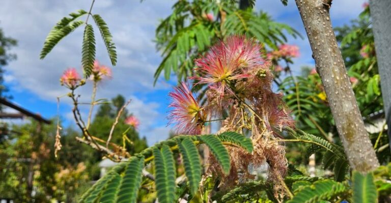 Why Georgia’s Popular Mimosa Tree Causes More Yard Problems Than Expected
