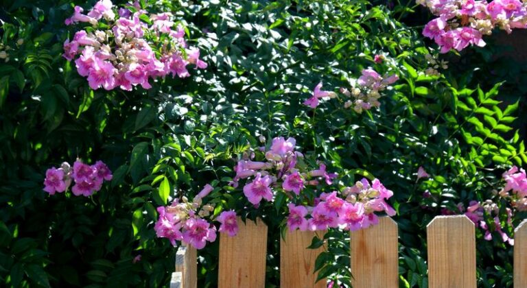 10 Arizona Vines That Bloom for Decades From a Single Planting in Rock-Hard Soil