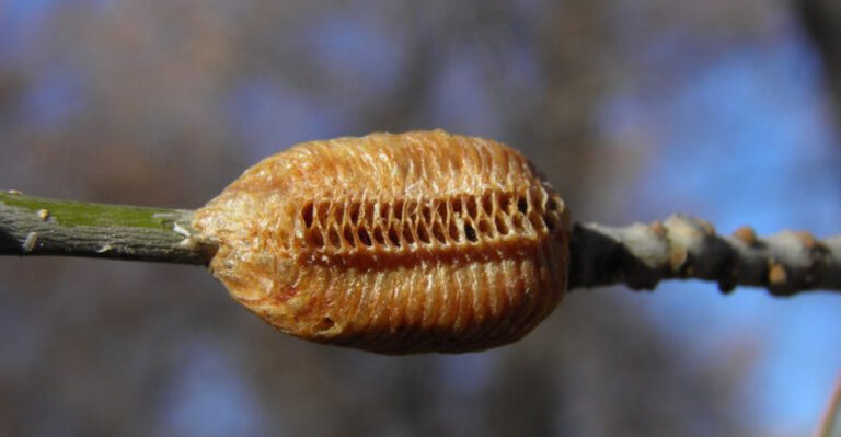 The Hard Foamy Brown Blob On Your Arizona Plant Stems That Looks Like A Toasted Marshmallow