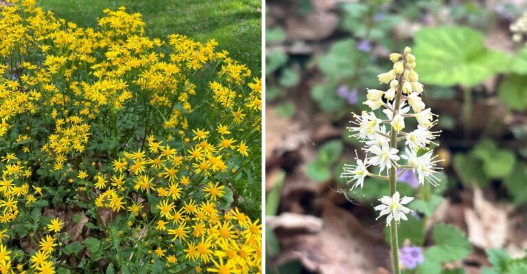 Pennsylvania Native Plants That Look Beautiful And Create The Underground Habitat Firefly Larvae Depend On