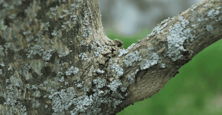 What Those Grey Patches On Maryland Tree Trunks Mean In September