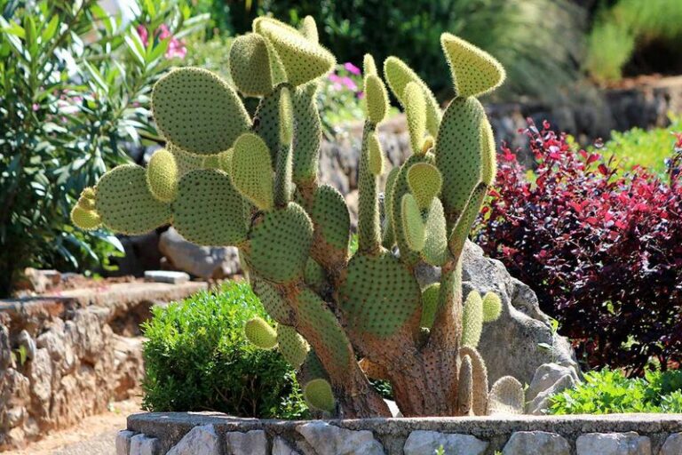 The Arizona Yard Groundcover That Hides Tiny Bristles in Its Soft-Looking Pads