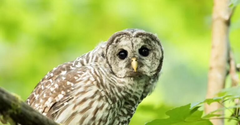 The Meaning Behind Seeing A Barred Owl In Your Pennsylvania Yard