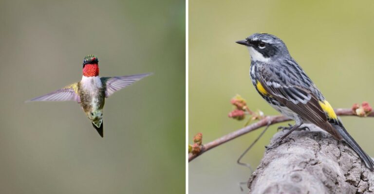 7 Pennsylvania Birds You Might See During Fall Migration