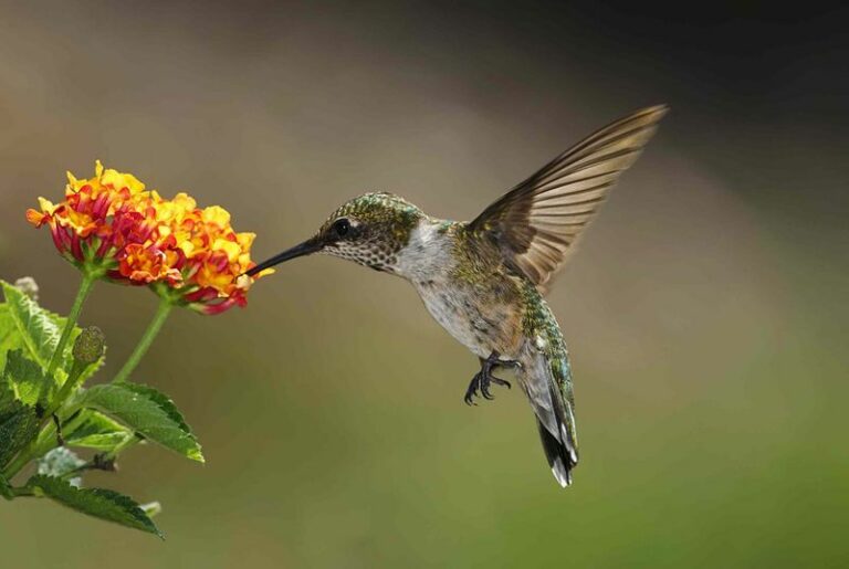 Simple Habits That May Bring Hummingbirds Back To Your Arizona Garden Year After Year